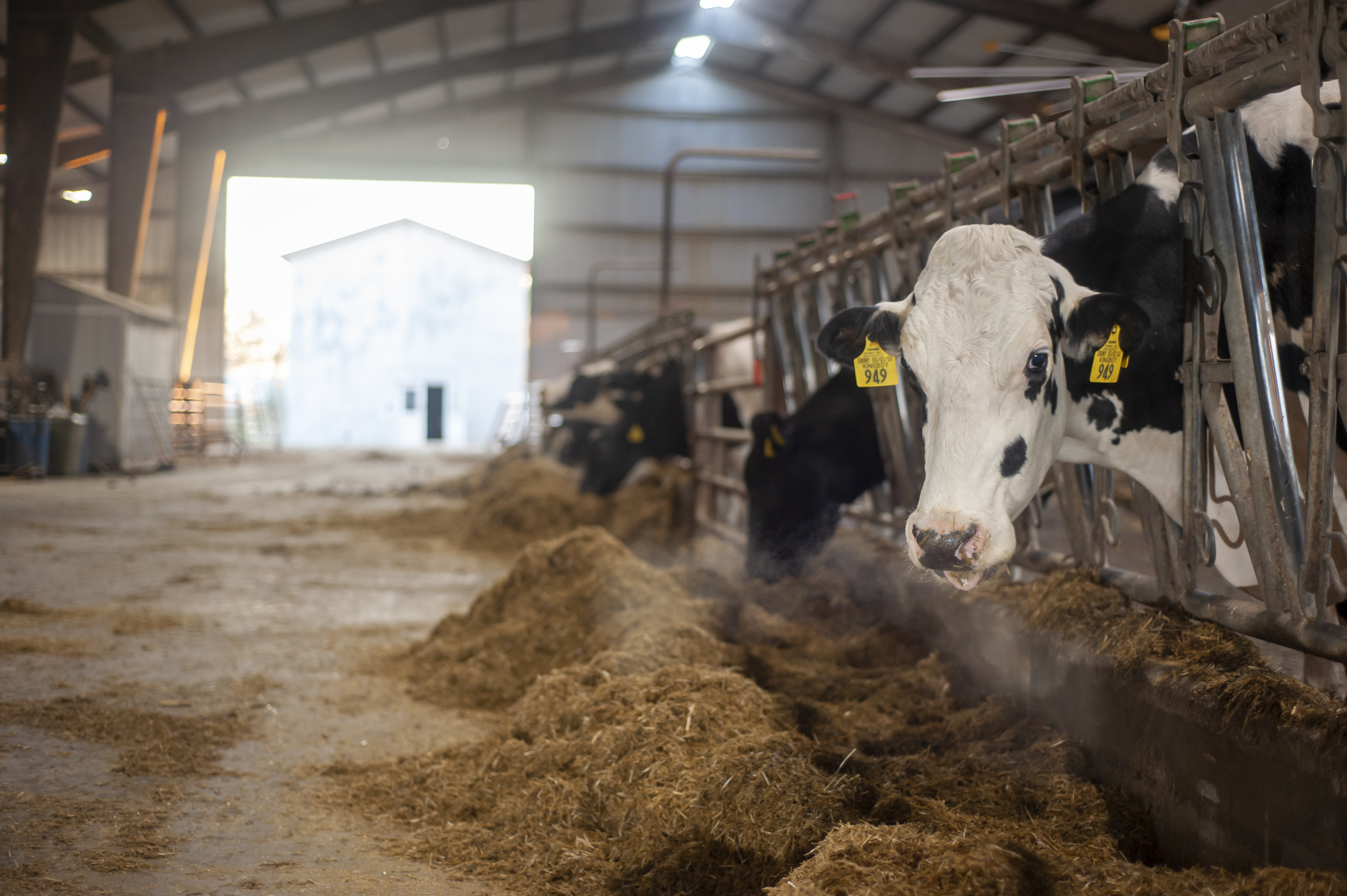 A cow sticks its head between fence posts in a barn 