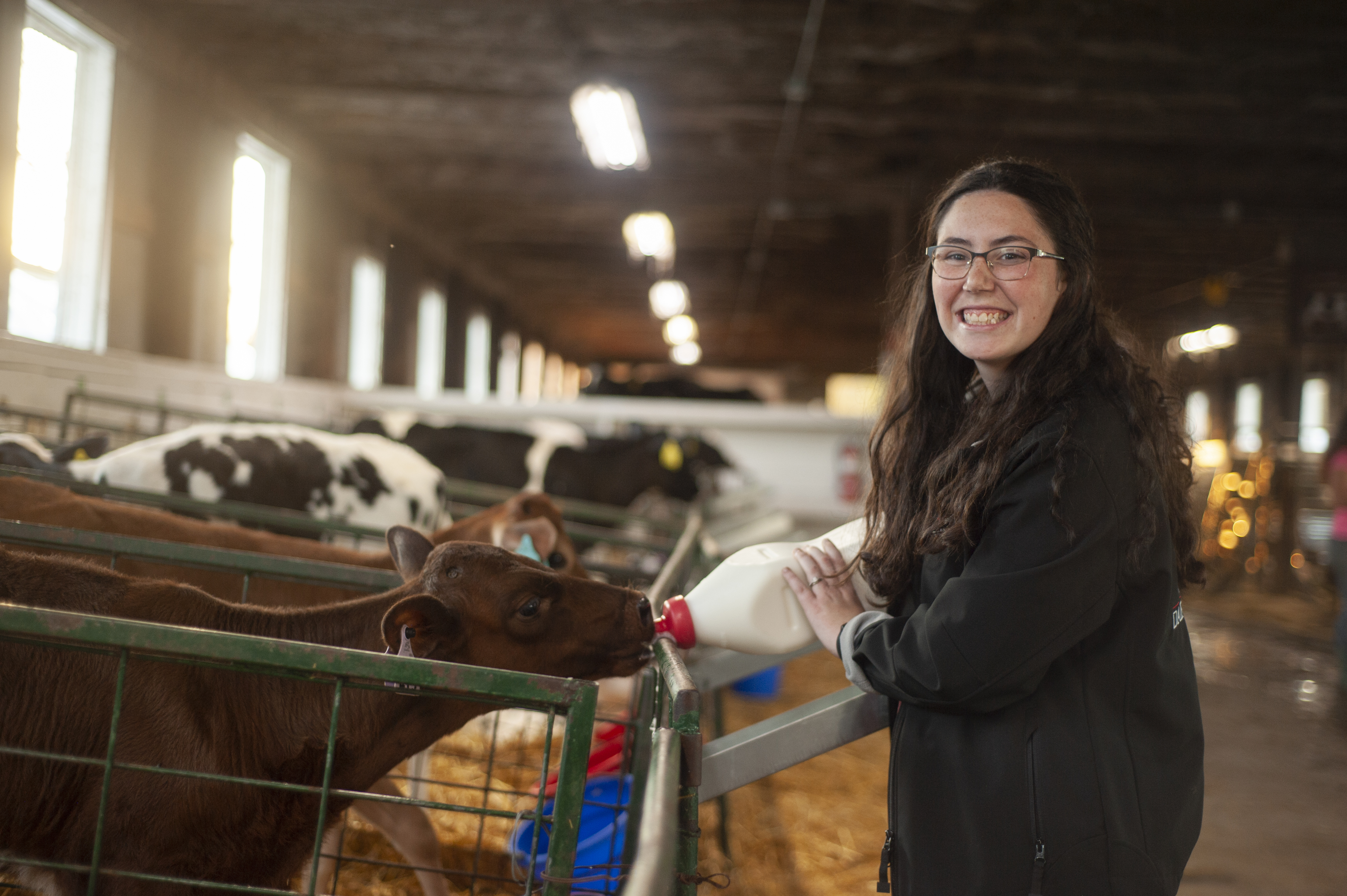 Woman bottle feeds a brown cow